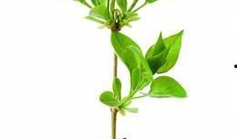 植物人爆料小树苗视频,揭秘小树苗成长奇迹
