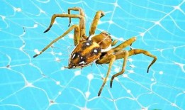 爆炸蜘蛛最新爆料,揭秘神秘生物的惊人真相与未来动向