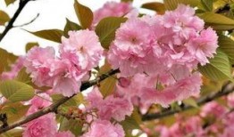 樱花爆料大神视频大全,揭秘热门话题背后的真相