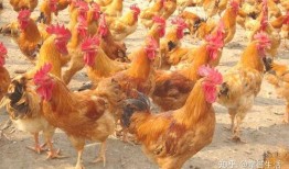 完全饲养在线观看,揭秘宠物背后的秘密生活