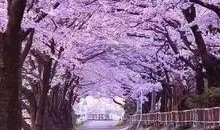 樱花爆料大神视频大全,揭秘热门话题背后的真相