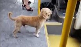 网友爆料狗狗视频大全下载,狗狗视频大全，萌宠瞬间集锦下载