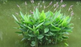 植物人爆料小树苗视频,揭秘小树苗成长奇迹