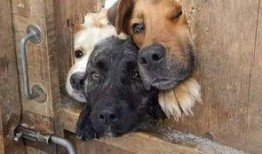 网友爆料狗狗视频大全下载,狗狗视频大全，萌宠瞬间集锦下载