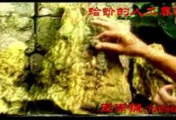 完全饲养在线观看,揭秘宠物背后的秘密生活