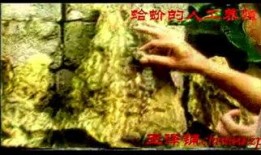 完全饲养在线观看,揭秘宠物背后的秘密生活