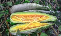 免费吃网红的瓜最新,免费吃瓜背后的秘密与真相