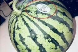 酒吧吃瓜网红是谁啊,酒吧吃瓜网红是谁？网络热议背后的真相