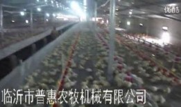 养鸡如何爆料视频,视频爆料揭示真实养殖过程