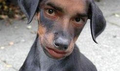 网友爆料狗狗视频大全下载,狗狗视频大全，萌宠瞬间集锦下载