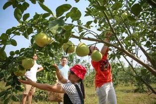 娱乐吃瓜酱桂花树下